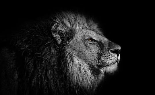 Regard du lion