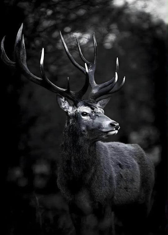 Cerf Majestueux noir et blanc