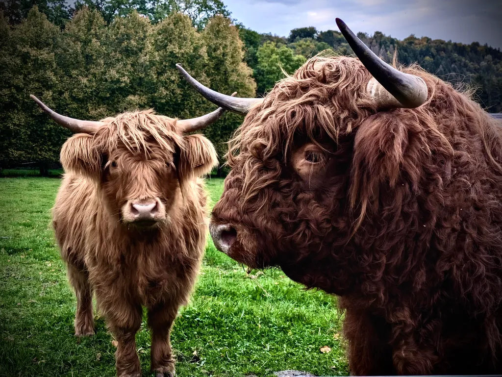 Highland Des Ardennes