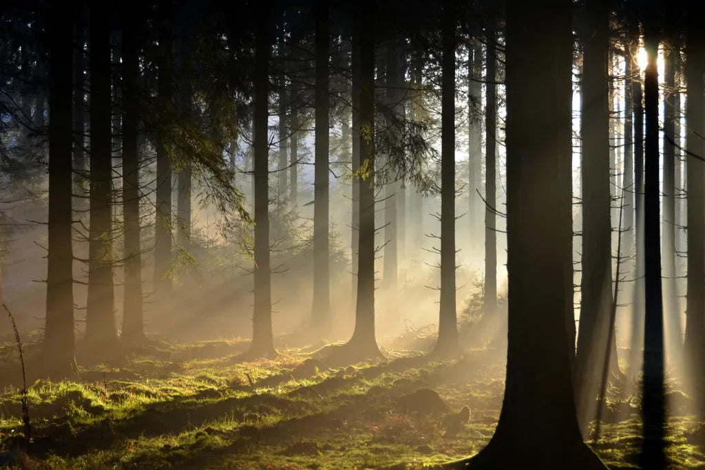 Forêt Des Ardennes