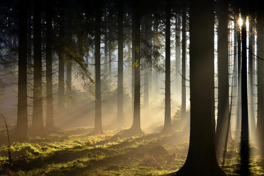 Forêt Des Ardennes
