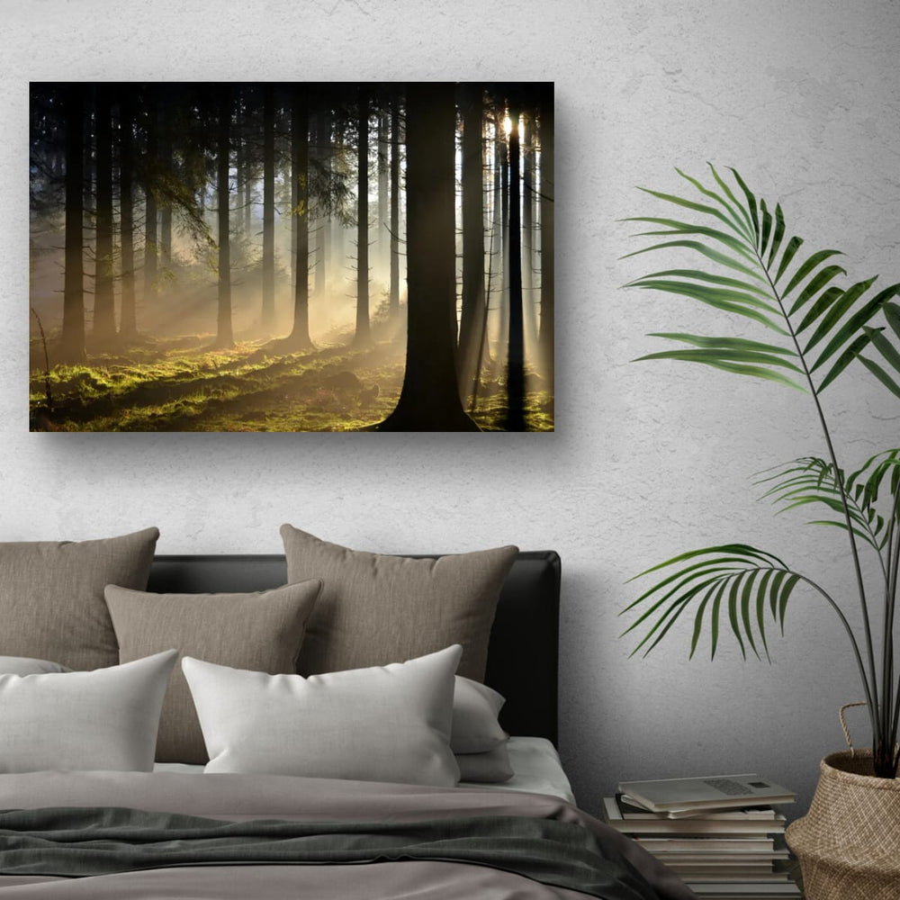 Forêt Des Ardennes