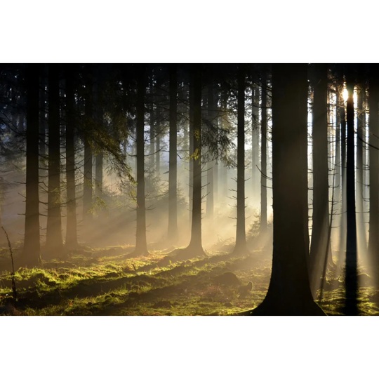 Forêt Des Ardennes