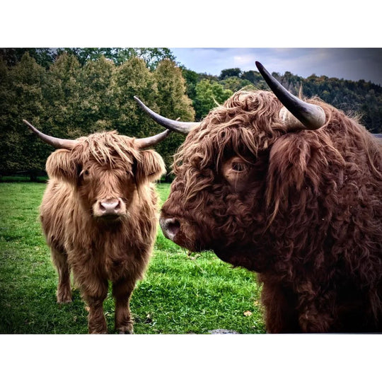 Highland Des Ardennes
