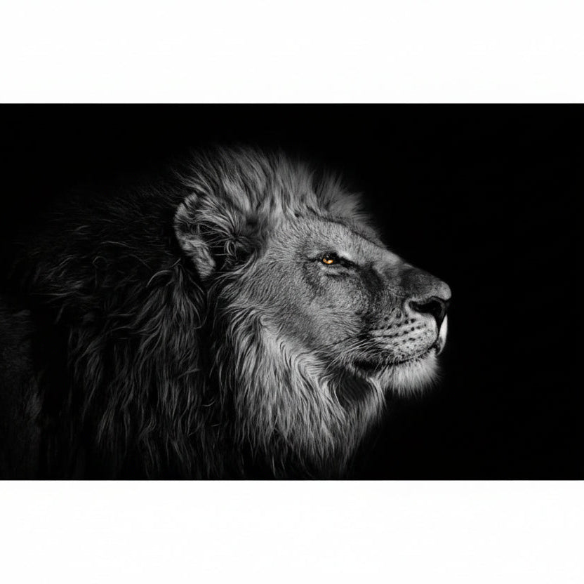 Regard du lion