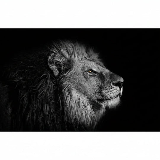 Regard du lion